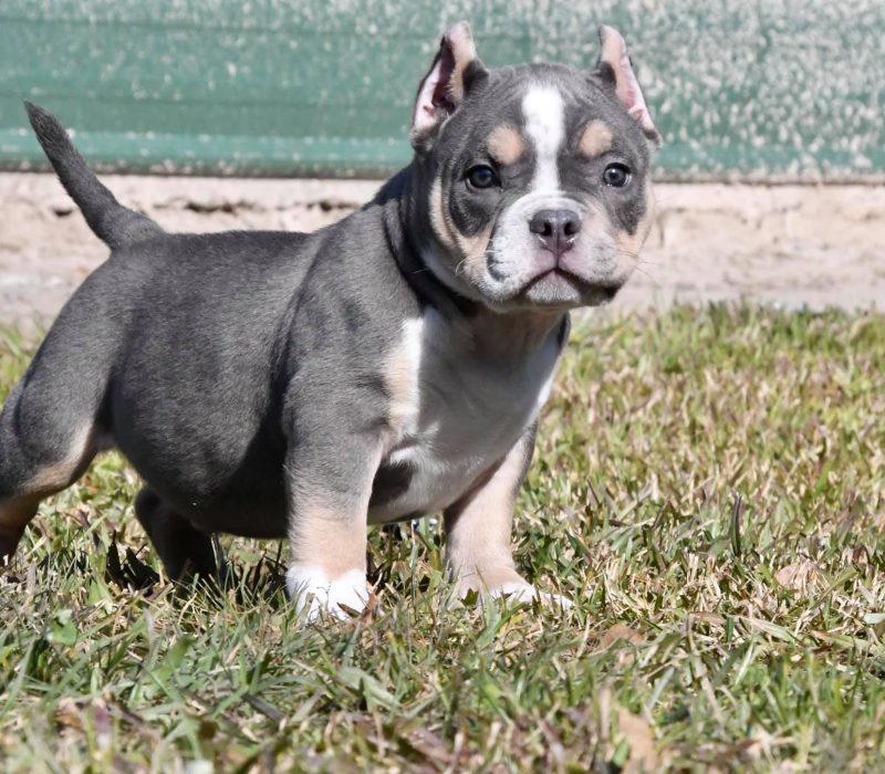 American Bully Pet Shop