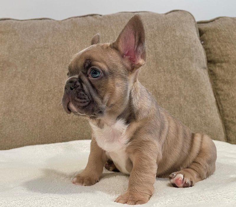 French Bulldog – Pets Kingdom